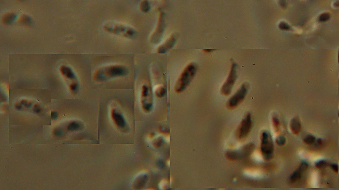 Aiuto su 2 specie - Ritr. 2 (Tyromyces chioneus)
